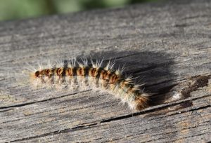 chenille processionnaire du pin papillon reconnaître photographie HD urticante poilue dangereuse chiens homme