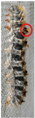 Larve de chenille processionnaire du pin du cinquième stade larvaire avec les miroirs fermés.