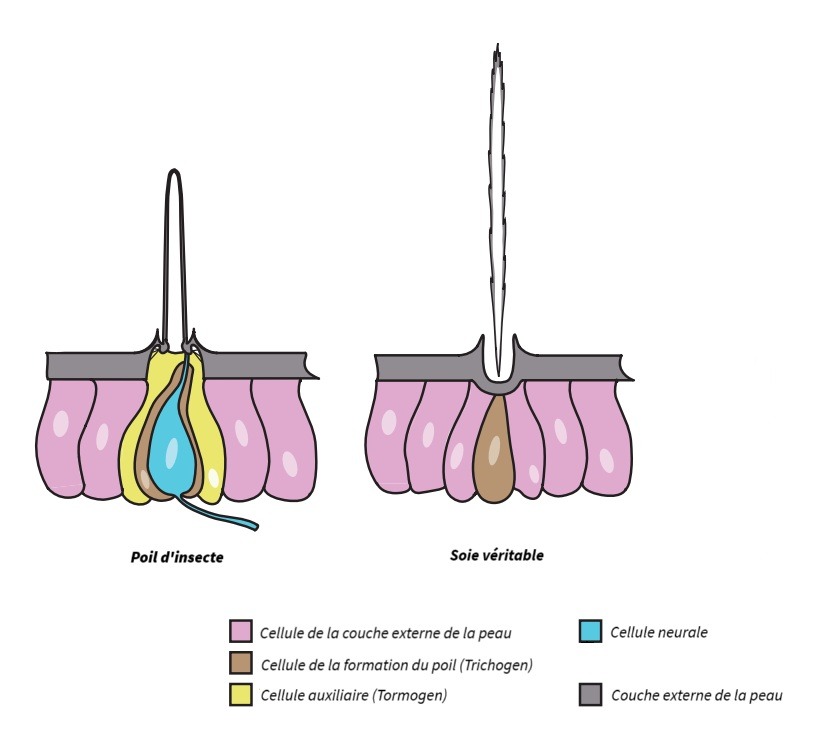Représentation schématique structurelle de poil d'insecte et de soie véritable de chenille processionnaire