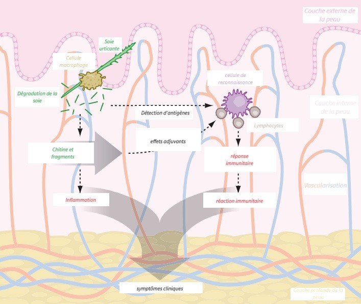 Les soies urticantes responsables de réaction inflammatoire et de réponse immunitaire ciblée