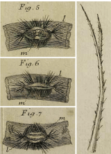 Illustration de Réaumur (1736) montrant la structure des miroirs de chenille processionnaire.